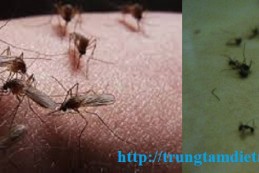 Diệt muỗi tại Lai Châu – Phun diệt muỗi tại nhà