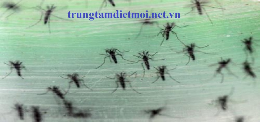 Dịch vụ phun diệt muỗi tại TP.HCM