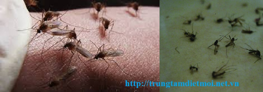Dịch vụ phun diệt muỗi tận gốc Cần Thơ