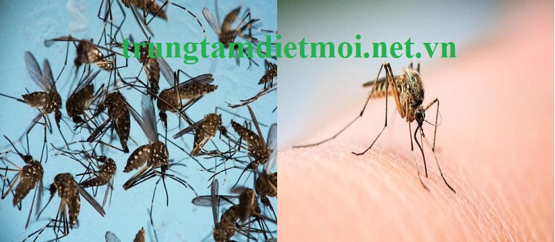 Dịch vụ diệt muỗi Hà Nam 