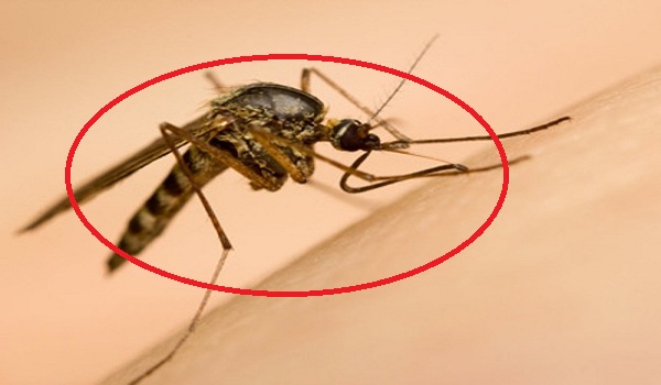 Công ty phun muỗi Bình Phước 