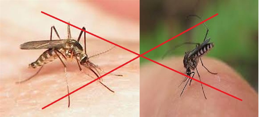 Dịch vụ diệt muỗi Tây Ninh 