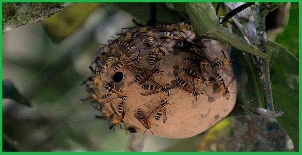 Dịch vụ diệt bắt tổ ong tại Hà Nội