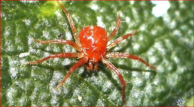 bí quyết diệt nhện đỏ